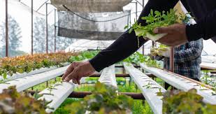Tren Urban Farming di Indonesia 2025: Solusi Ketahanan Pangan dan Gaya Hidup Sehat di Kota